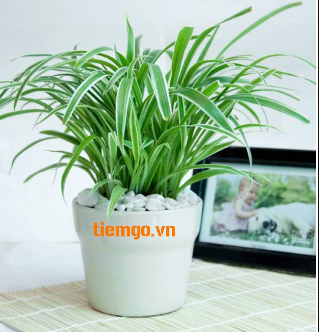 Cây dây nhện cây trồng trong nhà