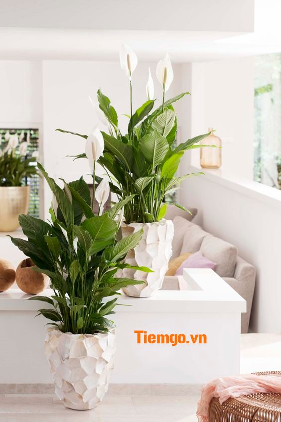 cây trồng trong nhà Cây Lan Ý - niềm hạnh phúc của phụ nữ