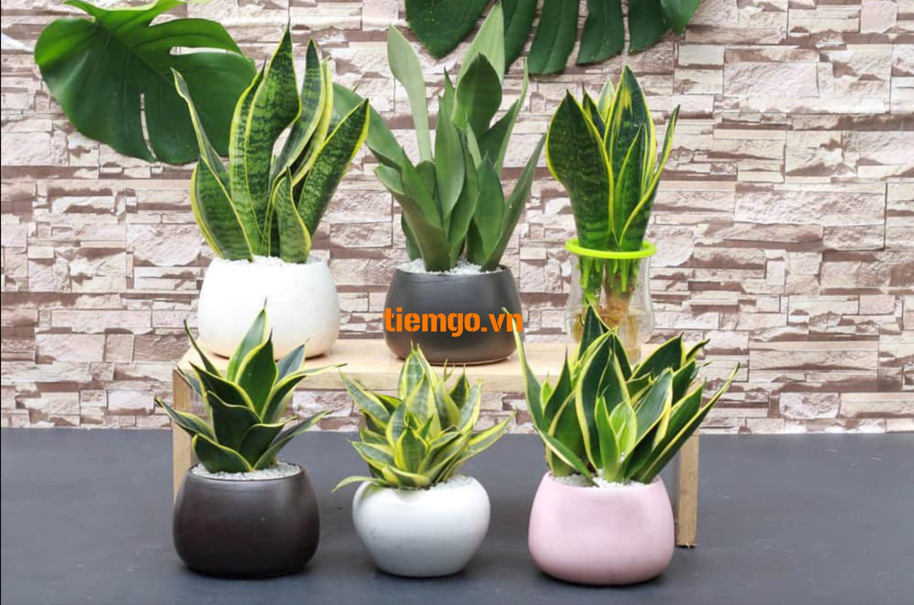 Sử dụng cây lưỡi hổ trong nhà