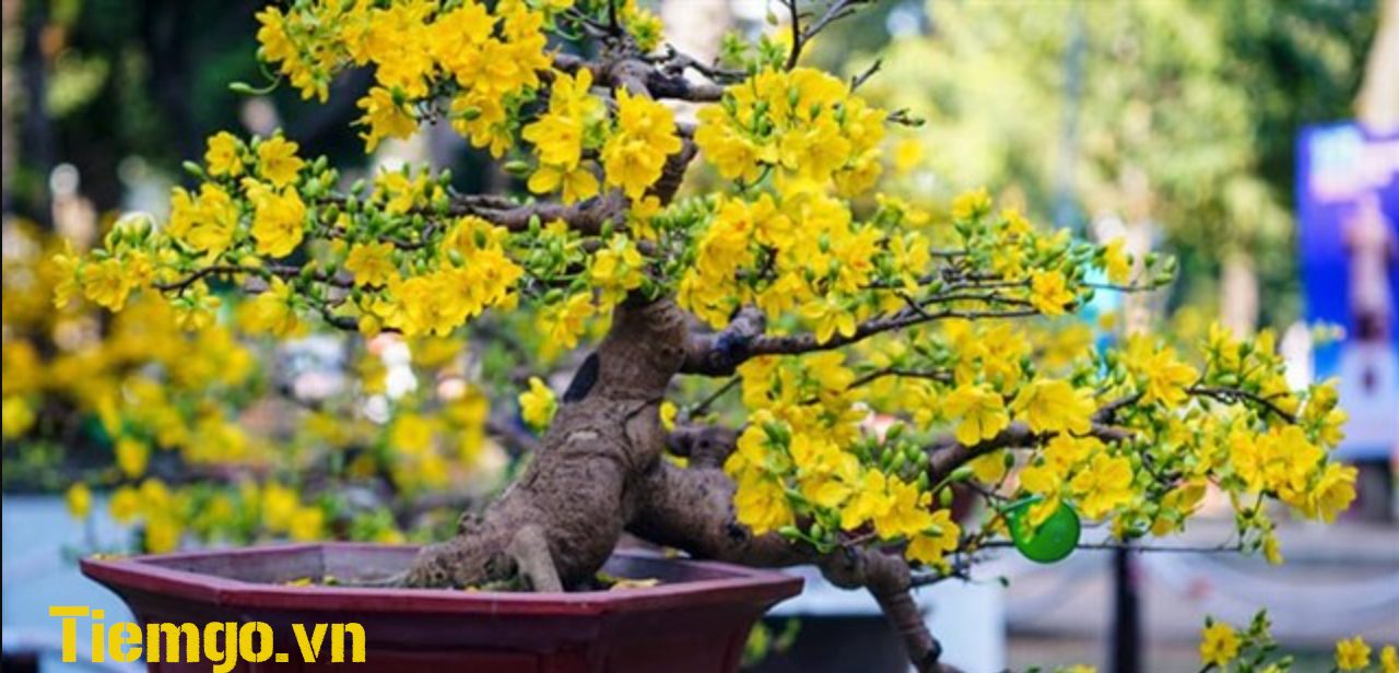 Cây mai vàng đẹp
