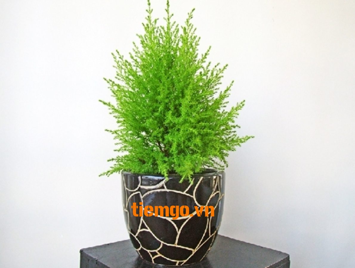 Cây tuyết tùng trồng trong nhà
