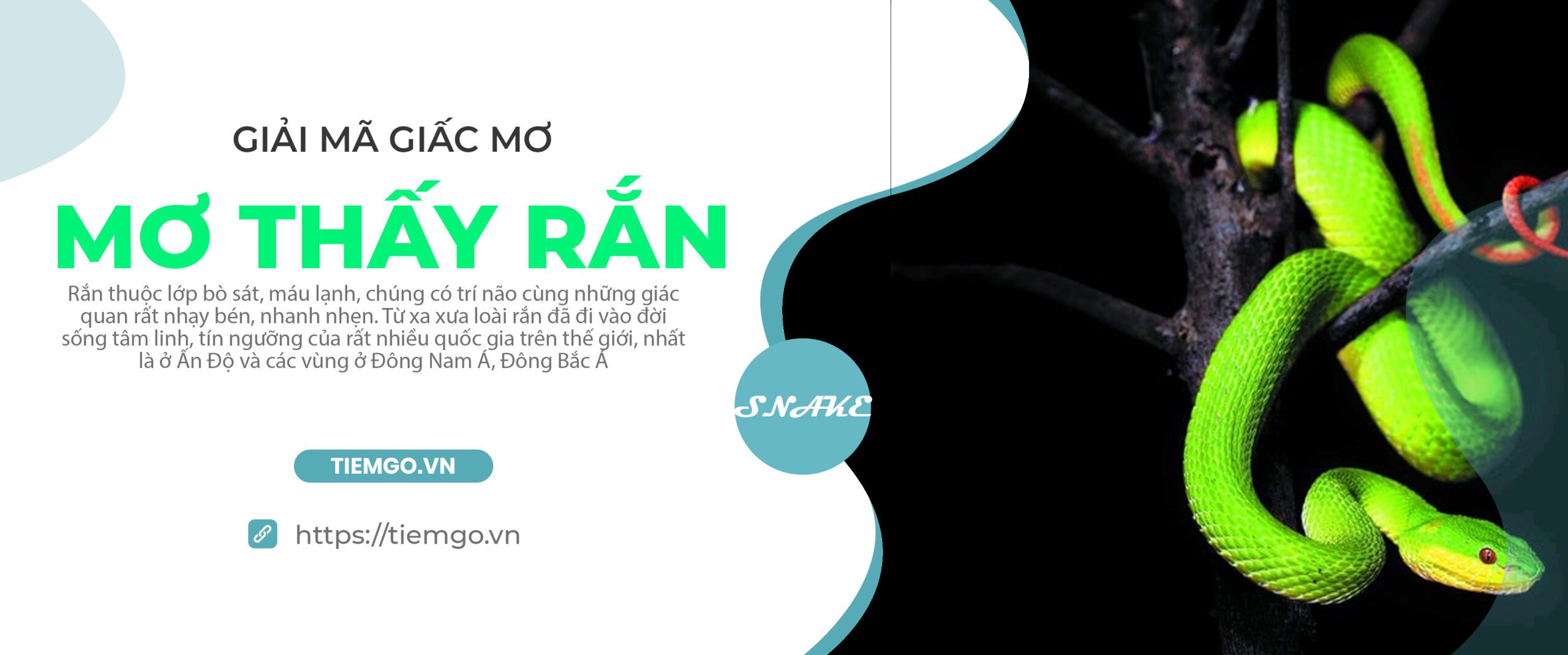Giải mã nằm mơ thấy rắn báo điềm